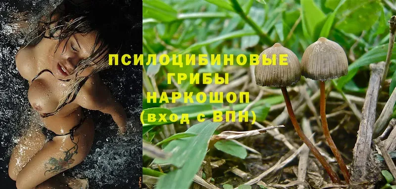 Псилоцибиновые грибы MAGIC MUSHROOMS  Лениногорск 